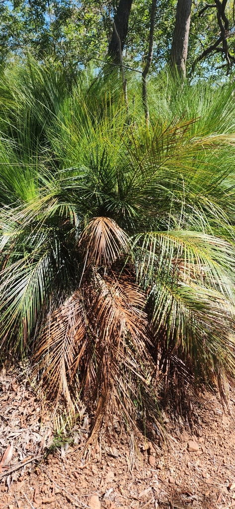 Macrozamia longispina