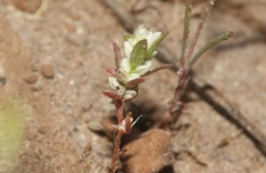 Polygonum polygaloides