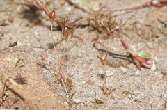 Juncus hemiendytus