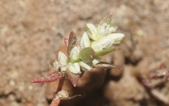 Polygonum polygaloides