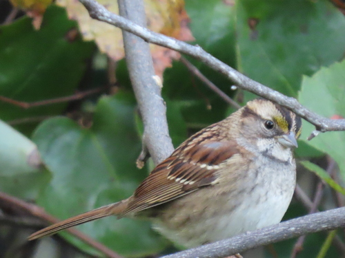 White-throated Sparrow photographed in Florida