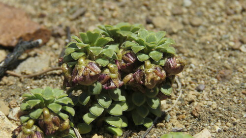 Viola columnaris