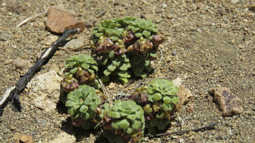 Viola columnaris, photograph 1