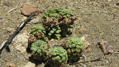 (c) Ariadna Tripaldi, some rights reserved (CC BY) Viola columnaris, photograph (c) Ariadna Tripaldi, some rights reserved (CC BY)