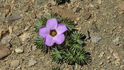 Image of Silver Shamrock (Oxalis adenophylla) by (c) Ariadna Tripaldi, some rights reserved (CC BY)