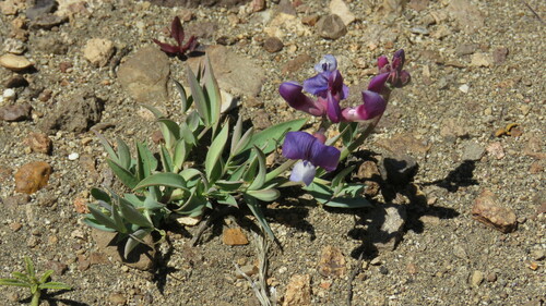 Image of Lathyrus magellanicus by (c) Ariadna Tripaldi, some rights reserved (CC BY)