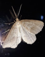 Macaria anataria