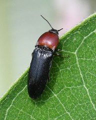 Ampedus rubricollis
