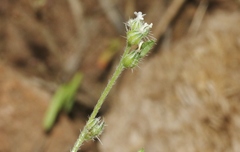 Cryptantha affinis