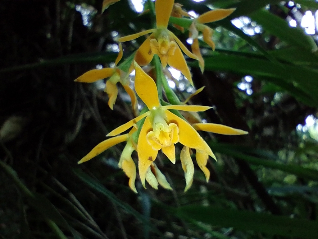 Epidendrum alpicola Rchb.f. & Warsz.