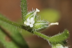 Cryptantha affinis