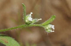 Cryptantha affinis