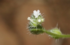 Cryptantha affinis
