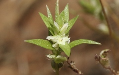 Polygonum polygaloides