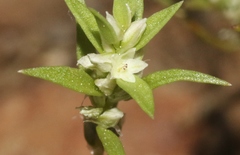 Polygonum polygaloides