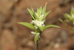 Polygonum polygaloides