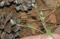 Cryptantha affinis