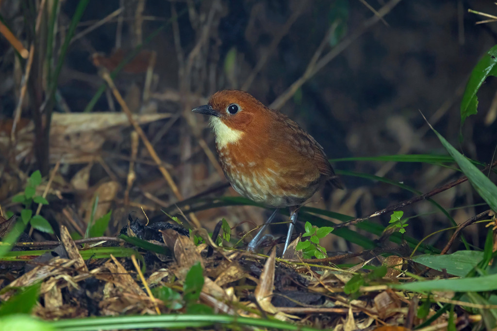 Red-And-White Antpitta