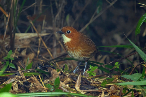 Red-and-white Antpitta