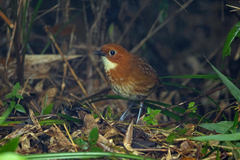 Red-And-White Antpitta photo 1