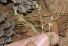 Cryptantha affinis