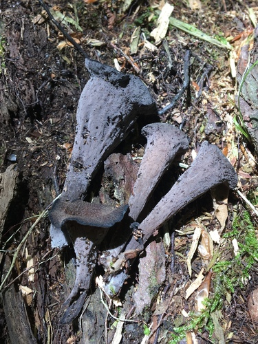 Eastern Black Trumpet