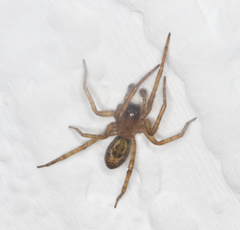 Amaurobius