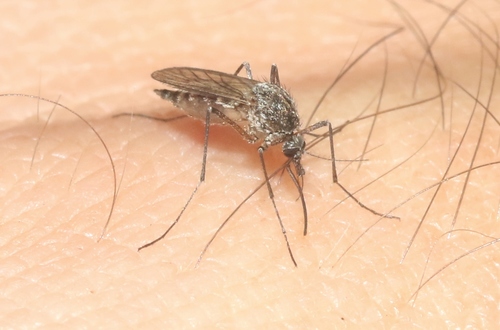 iNaturalist observation photo of Aedes