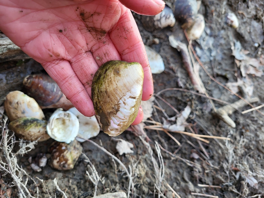 Clubshell Pearly Mussel in December 2024 by Grace Schumacher · iNaturalist
