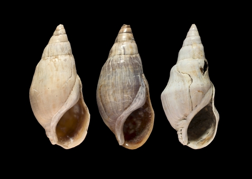 Melanopsis etrusca, 2024-12-06