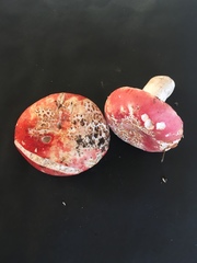 Russula pulchra
