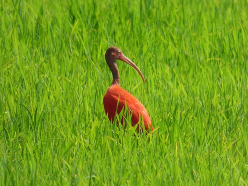 Scharlachsichler (Eudocimus ruber)