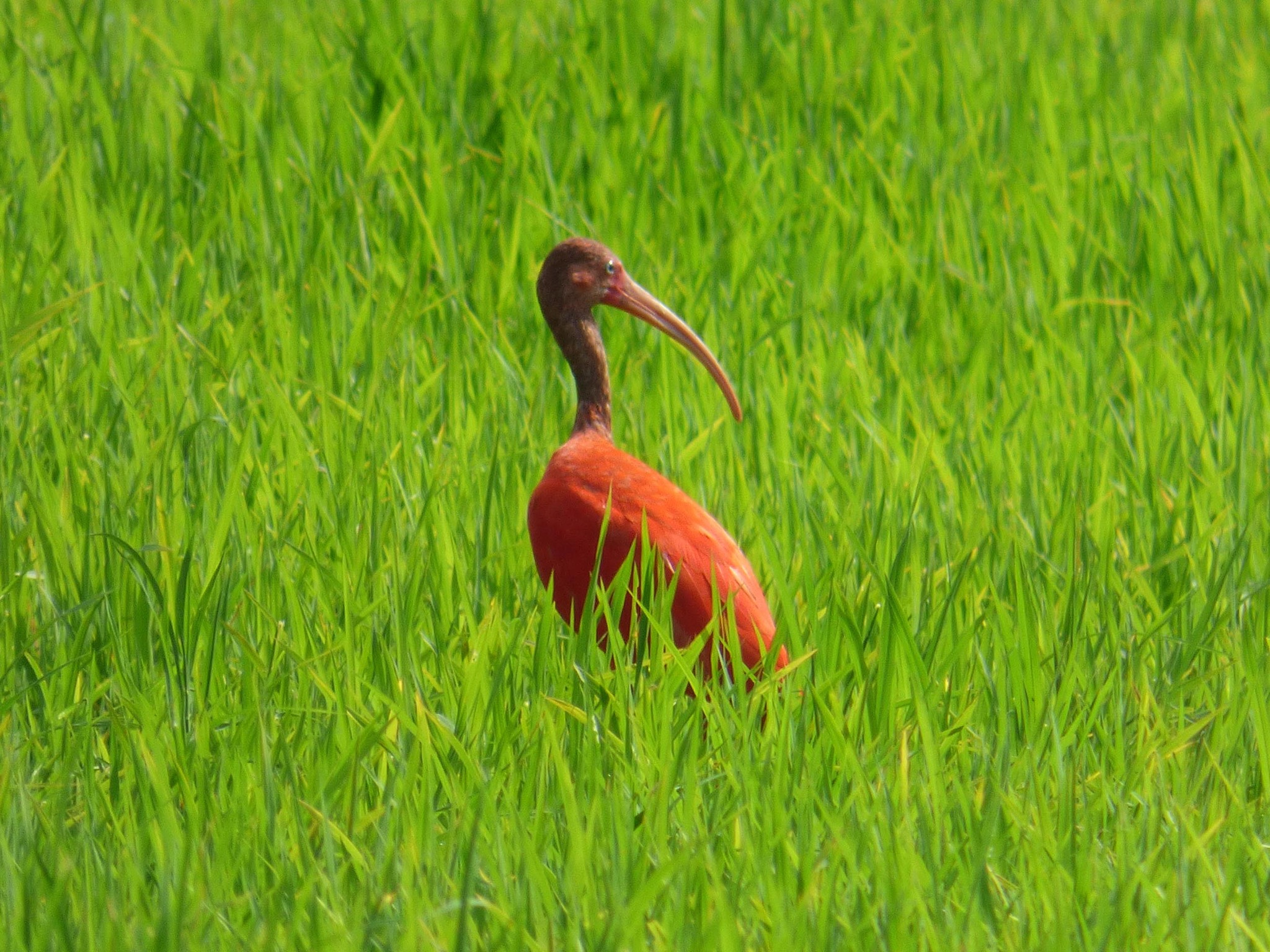 Scarlet Ibis illustration