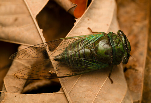 Acanthoventris iara