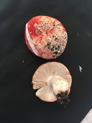 Russula pulchra