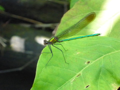 Calopteryx amata