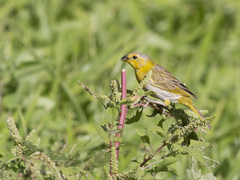 Sicalis flaveola