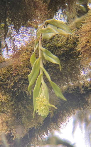 Galápagos Orchid (Epidendrum spicatum)