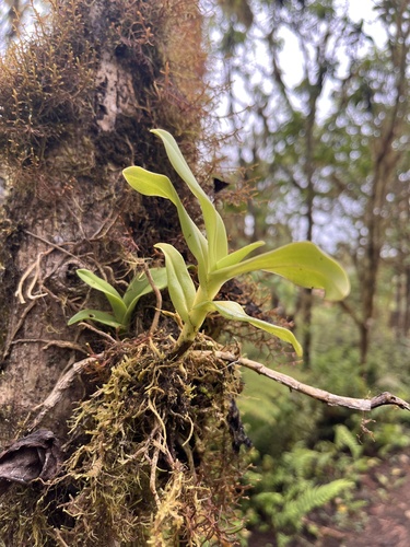 Image of Epidendrum spicatum by (c) Josh Noseworthy, some rights reserved (CC BY)