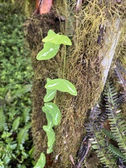 Passiflora colinvauxii, photograph (c) Josh Noseworthy, some rights reserved (CC BY)