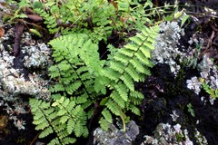 Myriopteris cucullans