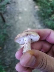 Russula eccentrica