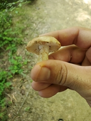 Russula eccentrica