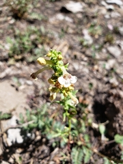 Penstemon deustus