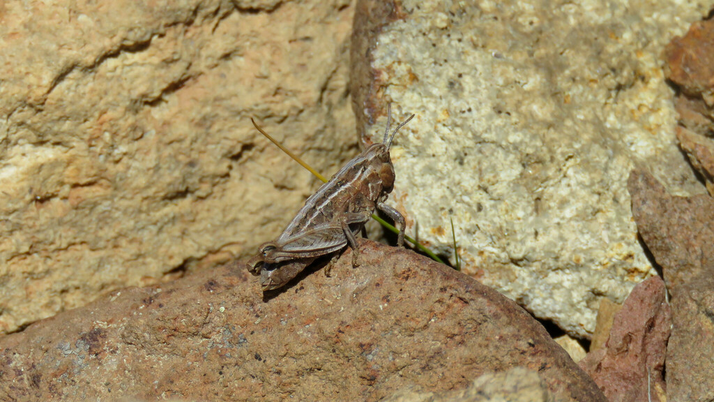 Circacris auris