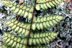 Myriopteris cucullans