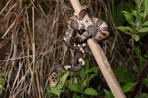 Neotropical Snail-eater