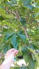 Platanus