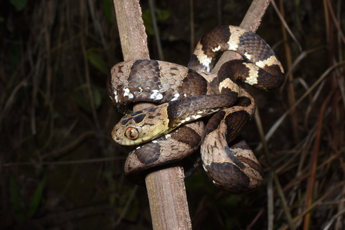 Photo of a Neotropical Snail-eater (cisticeps) (Dipsas cisticeps)