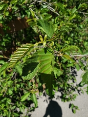 Alnus incana tenuifolia